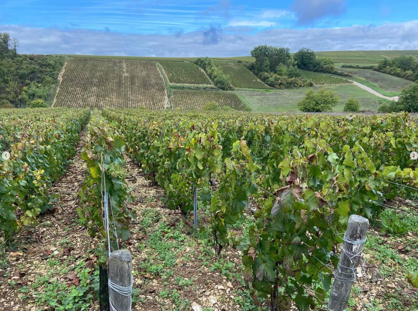 Cult Wine Tasting with Acclaimed Importer Jeffrey Alpert