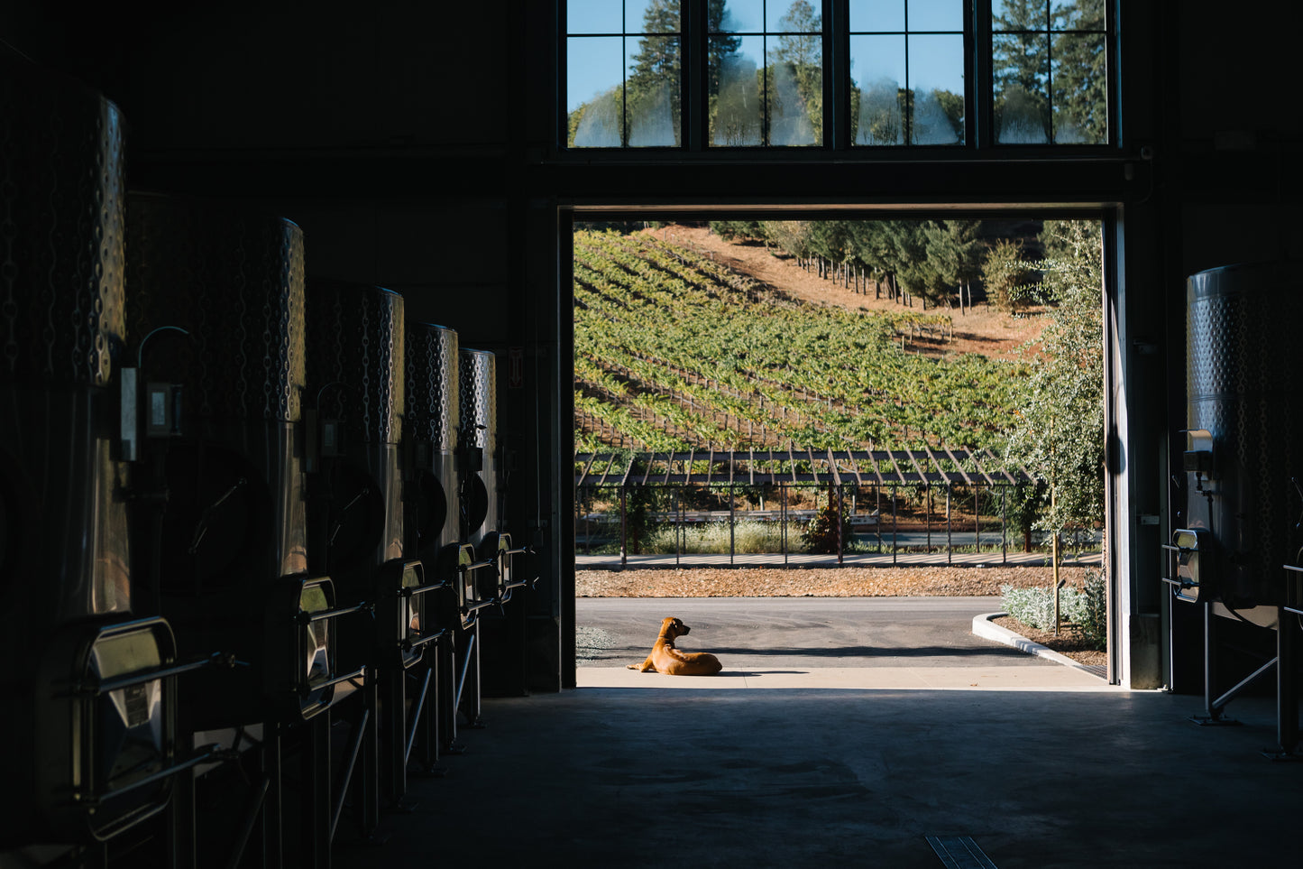 Immersive Winery Journey and Tasting at Theorem Vineyards